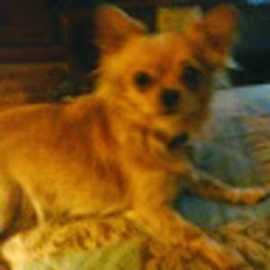 Meet your Posher, Rosemary